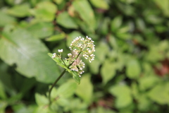 Valeriana flaccidissima