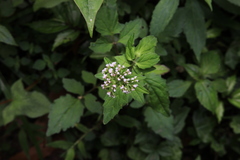 Valeriana flaccidissima