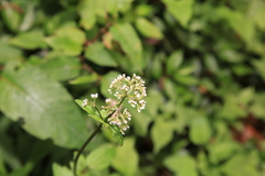Valeriana flaccidissima