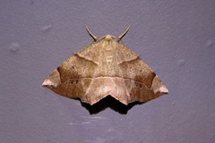 Endropiodes indictinaria