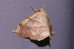 Endropiodes indictinaria