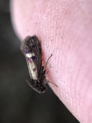 Heringocrania unimaculella