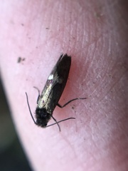 Heringocrania unimaculella