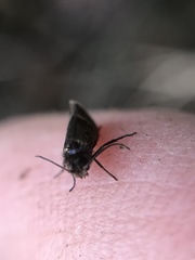 Heringocrania unimaculella