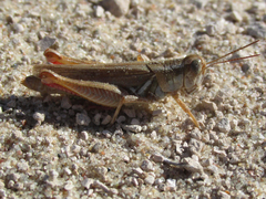 Melanoplus angustipennis