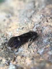 Heringocrania unimaculella