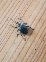 Otiorhynchus meridionalis