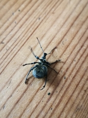 Otiorhynchus meridionalis