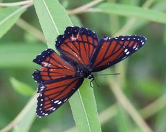 Limenitis archippus floridensis