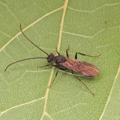 Ectatomminae