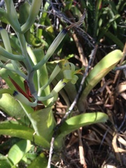 Billbergia amoena