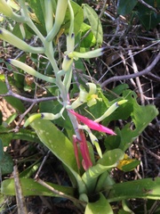 Billbergia amoena