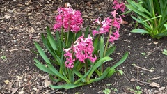 Hyacinthus orientalis