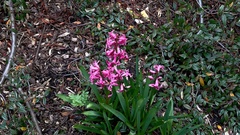 Hyacinthus orientalis