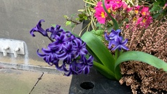 Hyacinthus orientalis