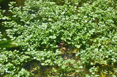 Magnoliopsida