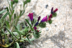 Echium sabulicola