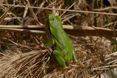 Hyla intermedia perrini