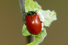 Chrysomela