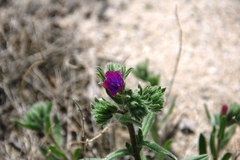 Echium sabulicola