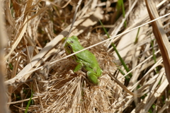 Hyla intermedia perrini