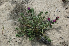 Echium sabulicola