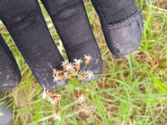 Fimbristylis puberula