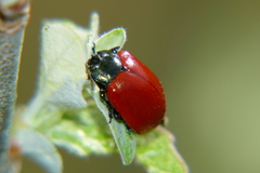 Chrysomela