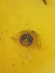 Parasteatoda merapiensis