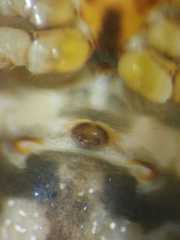 Parasteatoda merapiensis