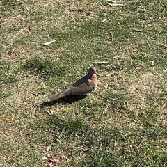 Streptopelia senegalensis