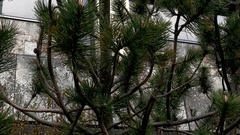 Pinus mugo