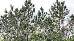 Pinus mugo