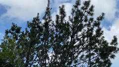 Pinus mugo