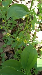 Ranunculus micranthus