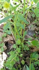 Ranunculus micranthus