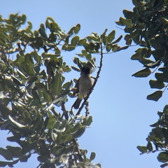 Pycnonotus xanthopygos