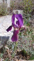Iris lutescens lutescens
