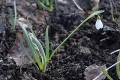 Galanthus angustifolius