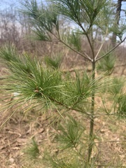 Pinus strobus