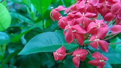 Ixora javanica