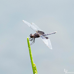 Erythrodiplax latimaculata