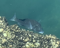 Acanthopagrus schlegelii