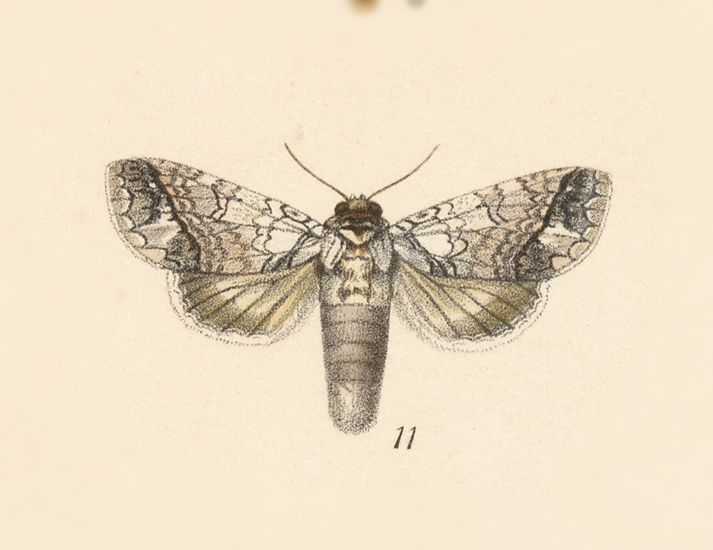 Ginaldia lineata