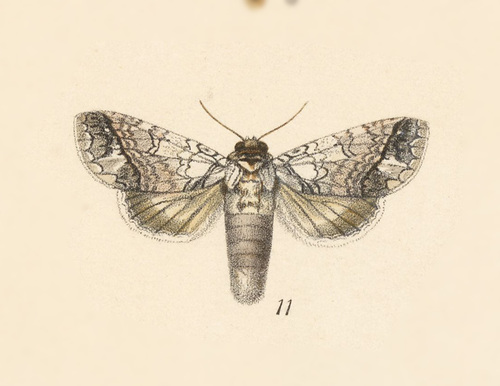 Ginaldia lineata