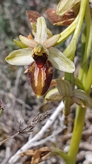Ophrys exaltata arachnitiformis