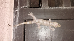 Hemidactylus depressus