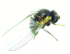 Aulagromyza orbitalis