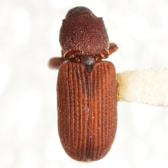 Magdalis armicollis