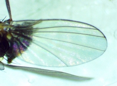 Aulagromyza orbitalis